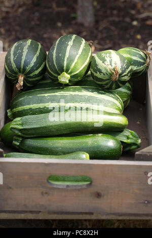 Curcubita pepo. Zucchine e zucchine in una scatola di legno. Foto Stock