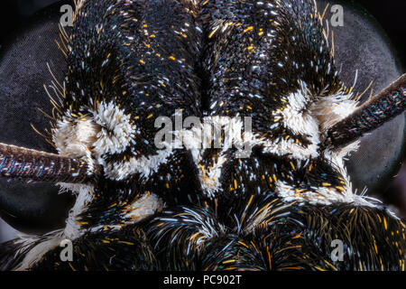 Rustico falena Sfinge la parte superiore della testa mostra occhi composti, Manduchi rustica rustica dorsale Foto Stock