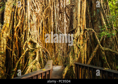 Radici gigante della Cattedrale Fig Tree in altopiano di Atherton. Foto Stock