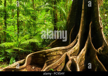 Antico gigante della foresta pluviale in Wet Tropics of Queensland. Foto Stock