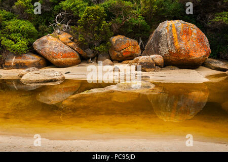 Colorato di lichene, rocce coperte al fiume di marea in Wilsons Promontory National Park. Foto Stock