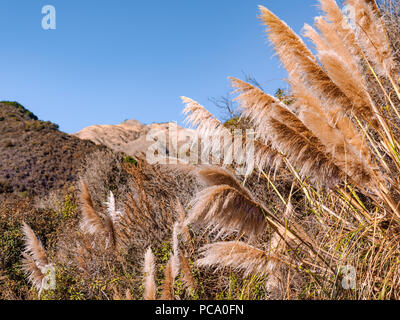 Pampas asciutto erba in la brezza durante la stagione della siccità in California. Shot presi in una giornata di sole a Pfeiffer Big Sur State Park. Foto Stock