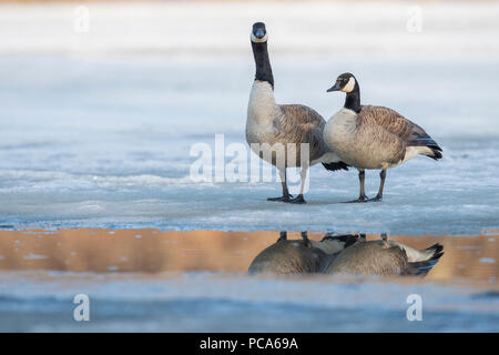 Canada goose (Branta canadensis), all'inizio della primavera, E. Nord America, da Dominique Braud/Dembinsky Foto Assoc Foto Stock