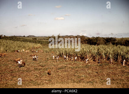 Farm Security Administration mutuatari di raccolta della canna da zucchero in modo cooperativo in una fattoria in prossimità del Rio Piedras, Puerto Rico Dicembre 1941 Foto Stock