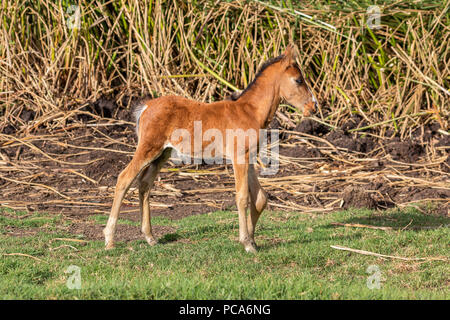 Giovani equitazione oltre l'erba a Rano Raraku cratere del vulcano a Isola di Pasqua, Cile Foto Stock