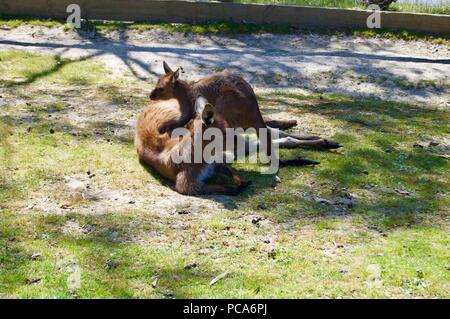 Una simpatica famiglia di pelliccia marrone canguri giocare all'aperto in Victoria (Australia) vicino a Melbourne in una bella giornata di sole Foto Stock