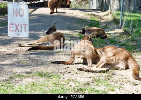 Nessuna uscita Kangaroo Area riposo: Cute peloso canguro marrone madre con il bambino in tasca in Victoria (Australia) vicino a Melbourne la posa in sun Foto Stock