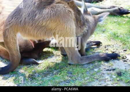 Carino peloso canguro marrone in Victoria (Australia) vicino a Melbourne mangiare / di pascolare su una bella giornata di sole da un lussureggiante verde prato Foto Stock