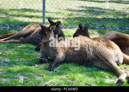 Kangaroo Area riposo: Cute peloso canguro marrone madre con il bambino in tasca in Victoria (Australia) vicino a Melbourne la posa in sun Foto Stock