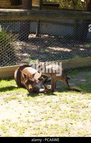 Kangaroo Area riposo: Cute peloso canguro marrone madre con il bambino in tasca in Victoria (Australia) vicino a Melbourne la posa in sun Foto Stock