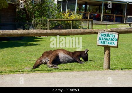 Nessuna voce Kangaroo Area riposo: Cute peloso canguro marrone madre con il bambino in tasca in Victoria (Australia) vicino a Melbourne la posa in sun Foto Stock