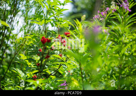 Boccola di rosso Sambuco. Sambucus racemosa è una specie di sambuco noti con i nomi comuni di sambuco rosso e a bacca rossa sambuco. Famiglia Adoxaceae Foto Stock