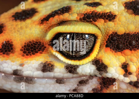 Leopard gecko (Eublepharis macularius), testa close up Foto Stock