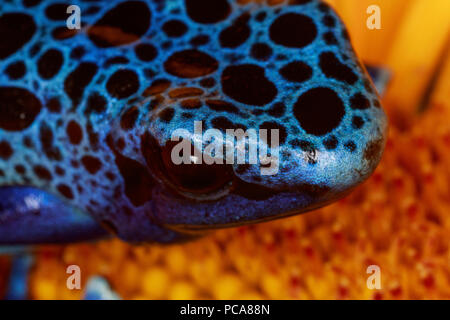 Blue azureus tinctorius dart (rana Dendrobates tinctorius) su un fiore. Foto Stock