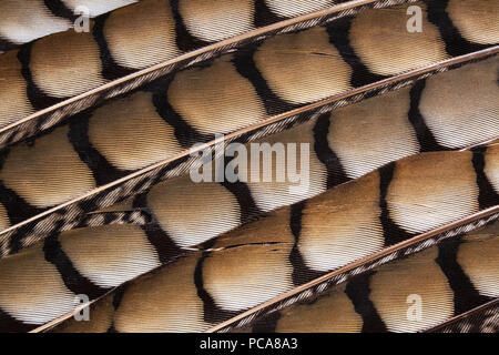 Le penne degli uccelli i dettagli. Foto Stock