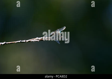 DragonFly seduto su un ramo Foto Stock