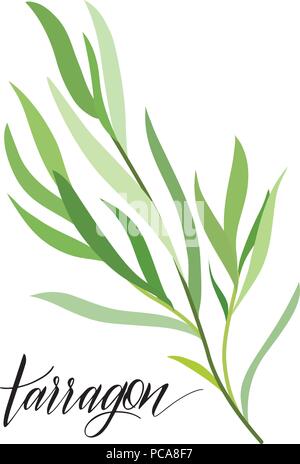 Dragoncello in stile appartamento. Scritto a mano il testo. Vettore Illustrazione Vettoriale