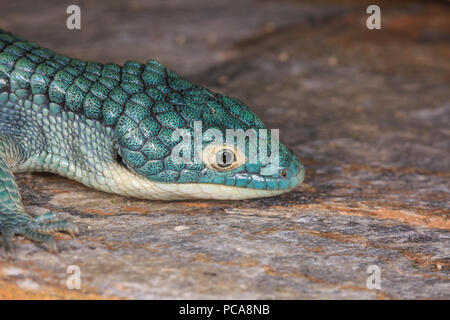 Alligatore arboree lizard (Abronia graminea)