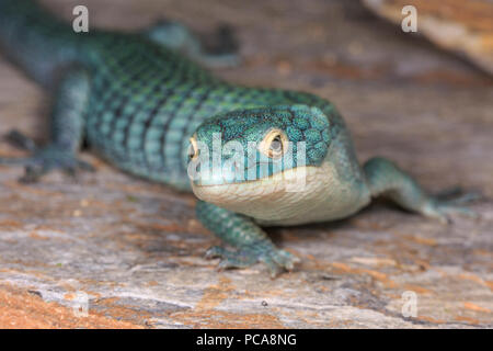 Alligatore arboree lizard (Abronia graminea)