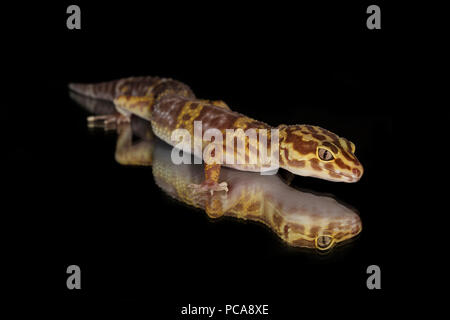 Leopard gecko (Eublepharis macularius) sullo specchio di riflessione Foto Stock