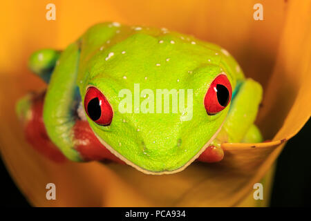 Red-eyed raganella (Agalychnis callidryas) su orange Calla Lily Foto Stock