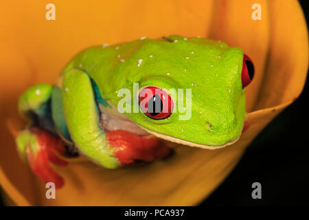 Red-eyed raganella (Agalychnis callidryas) su orange Calla Lily Foto Stock