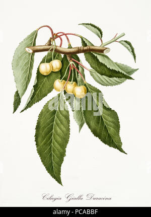 Il giallo di ciliegie, ciliegio foglie, isolati su sfondo bianco. Vecchio botanico acquerello dettagliata illustrazione di Giorgio Gallesio publ. 1817, 1839 Pisa Italia. Foto Stock