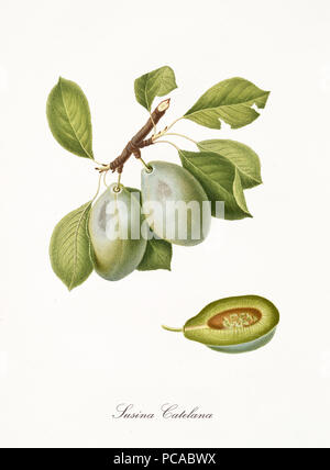 Prugna verde, noto anche come catelana prugna, susino foglie e frutta sezione isolata su sfondo bianco. Vecchio botanico illustrazione dettagliata di Giorgio Gallesio publ. 1817, 1839 Pisa Italia Foto Stock