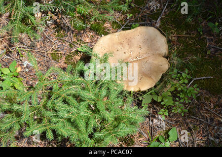 I funghi di bosco - Western Monti Rodopi, Bulgaria Foto Stock