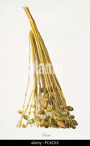 Palm date prese in gruppo, isolati su sfondo bianco. Vecchia illustrazione botanico realizzato in un dettagliato in stile acquerello da Giorgio Gallesio su 1817, 1839 Pisa Italia Foto Stock