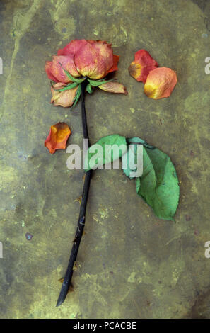 Unico fiore essiccato di rosso arancione e rosa gialla con gambo lungo disteso sul macchiata di ottone Foto Stock