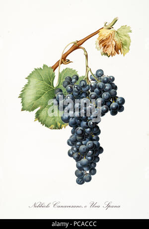 Isolati a singolo ramo di uva nera, chiamato uve Nebbiolo e foglia di vite su sfondo bianco. Vecchia illustrazione botanico realizzato con un dettagliato acquerello di Giorgio Gallesio su 1817,1839 Italia Foto Stock