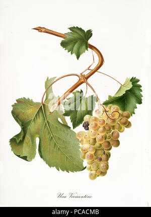 Isolati a singolo ramo di uve bianche, chiamato uve Vermentino, foglia di vite su sfondo bianco. Vecchia illustrazione botanico realizzato con un dettagliato acquerello di Giorgio Gallesio su 1817,1839 Italia Foto Stock