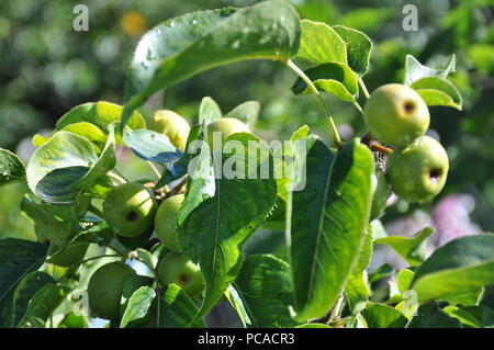 Nashi pear tree / Pyrus pyrifolia tree Foto Stock