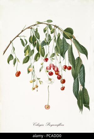 Ciliege rosse appesi da un unico piegato il ramo di ciliegio isolati su sfondo bianco. Vecchio botanico illustrazione dettagliata realizzato da Giorgio Gallesio su 1817, 1839 Foto Stock