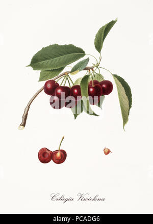 Violaceo succulente ciliegie su un unico piccolo ramo con foglie e frutta singola sezione con kernel isolati su sfondo bianco. Vecchia illustrazione botanica da Giorgio Gallesio su 1817, 1839 Foto Stock