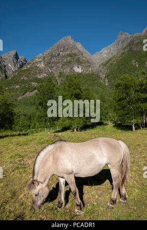 Un fiordo norvegese cavallo al pascolo nella luce della sera sulla Trollstigen Pass, Norvegia. Foto Stock