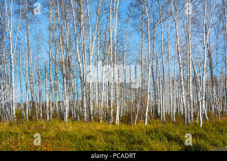 Autunno boschetto di betulle sulla riva paludosa del laghetto, Kemerovo Regione Foto Stock