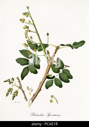 Il pistacchio ramo con foglie e altri elementi botanici. Composizione grafica è isolato su sfondo bianco. Vecchio dettagliata illustrazione botanica da Giorgio Gallesio pubblicato nel 1817, 1839 Foto Stock