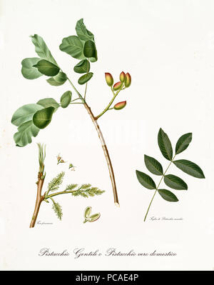 Il pistacchio ramo con foglie e altri elementi botanici. Tutta la composizione è isolato su sfondo bianco. Vecchio dettagliata illustrazione botanica da Giorgio Gallesio pubblicato nel 1817, 1839 Foto Stock