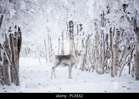 La renna in legno congelato, Levi, Kittila, Lapponia, Finlandia, Europa Foto Stock