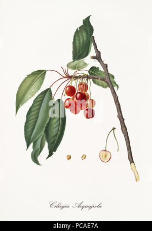 Ciliege rosse appesa al ramo con foglie e sezione della frutta. Gli elementi isolati su sfondo bianco. Vecchio dettagliata illustrazione botanica da Giorgio Gallesio pubblicato nel 1817, 1839 Foto Stock