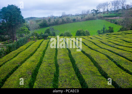 Le piantagioni di tè nell'isola di Sao Miguel, Azzorre, Portogallo, Atlantico, Europa Foto Stock