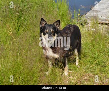 Lapponian herder (Lapinporokoira o carenza di Lapp renne cane o Lapsk Vallhund) in erba alta sulla riva del lago la Lapponia finlandese Foto Stock