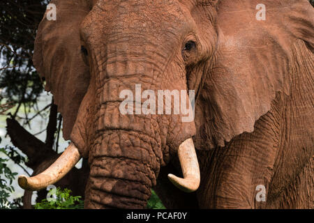 Close up ritratto di un elefante africano (Loxodonta africana), Tsavo, Kenya, Africa orientale, Africa Foto Stock