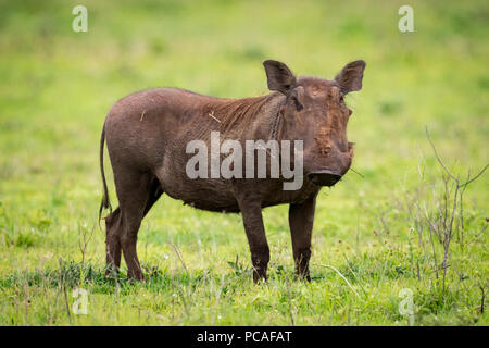 Warthog in piedi a fissare la fotocamera in prati Foto Stock