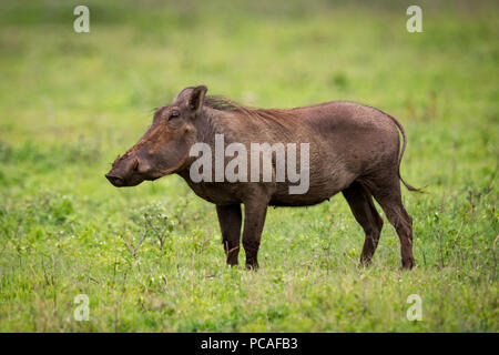 Warthog in piedi di profilo sul prato erboso Foto Stock