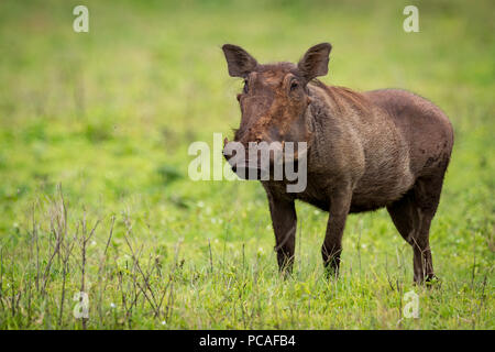 Warthog in piedi di fronte alla fotocamera sul prato erboso Foto Stock