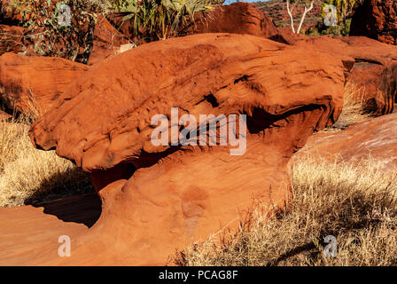 Palm Valley, Finke Gorge National Park nel Territorio del Nord, l'Australia Foto Stock