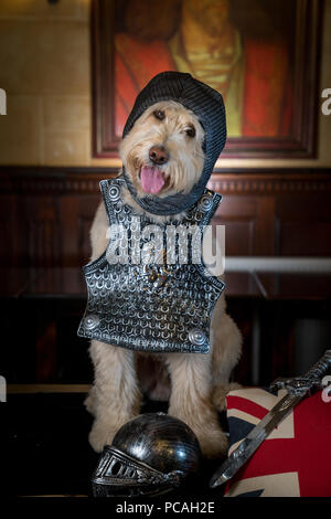 Cole, Labradoodle, Superstar Foto Stock